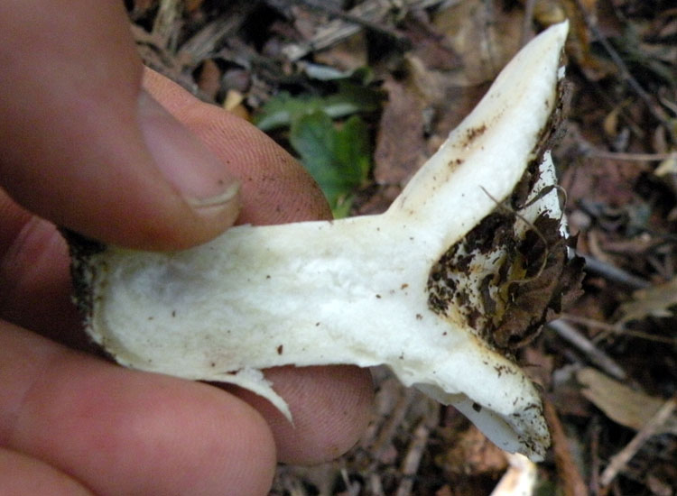 Due Clitocybe gibba? O Lepista flaccida? O...